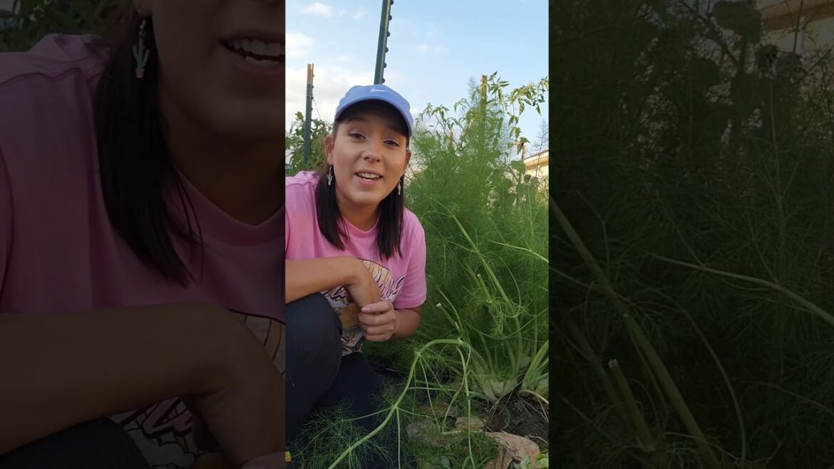 How to grow lots of herbs #herbs #herbgarden #gardening #floridagarden #growyourownfood #urbangarden