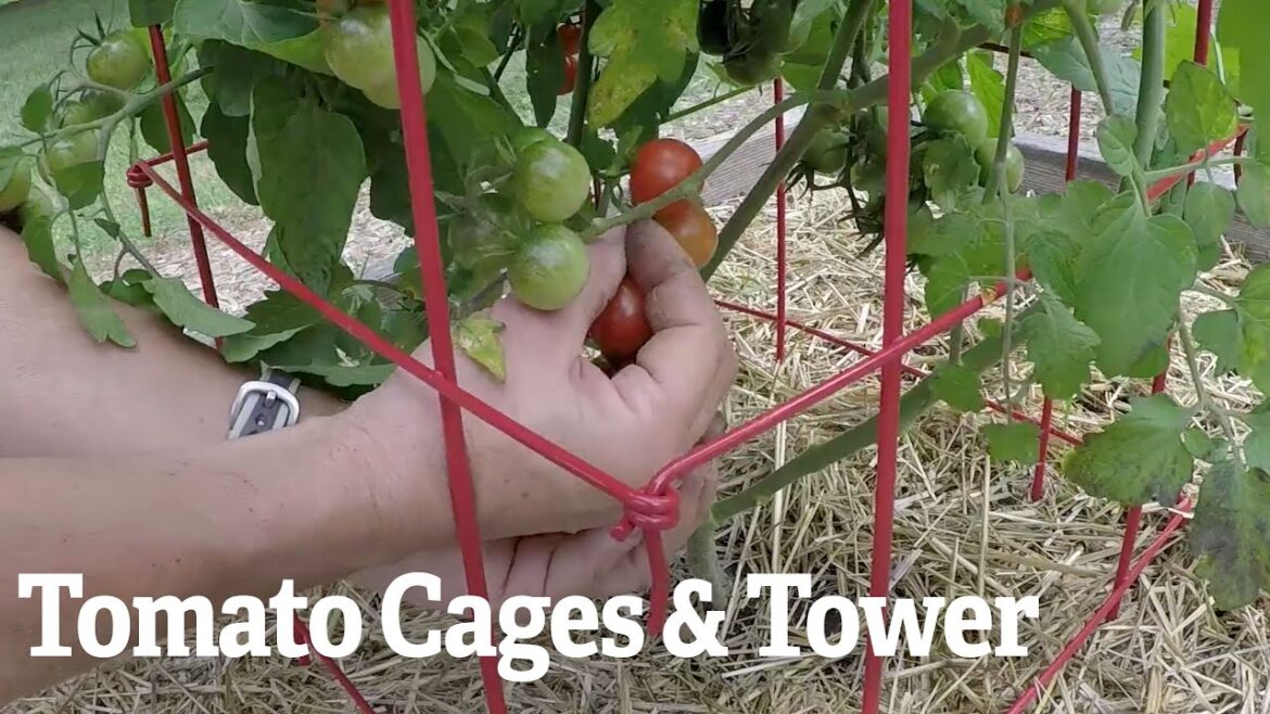 Tomato Cage & Tower