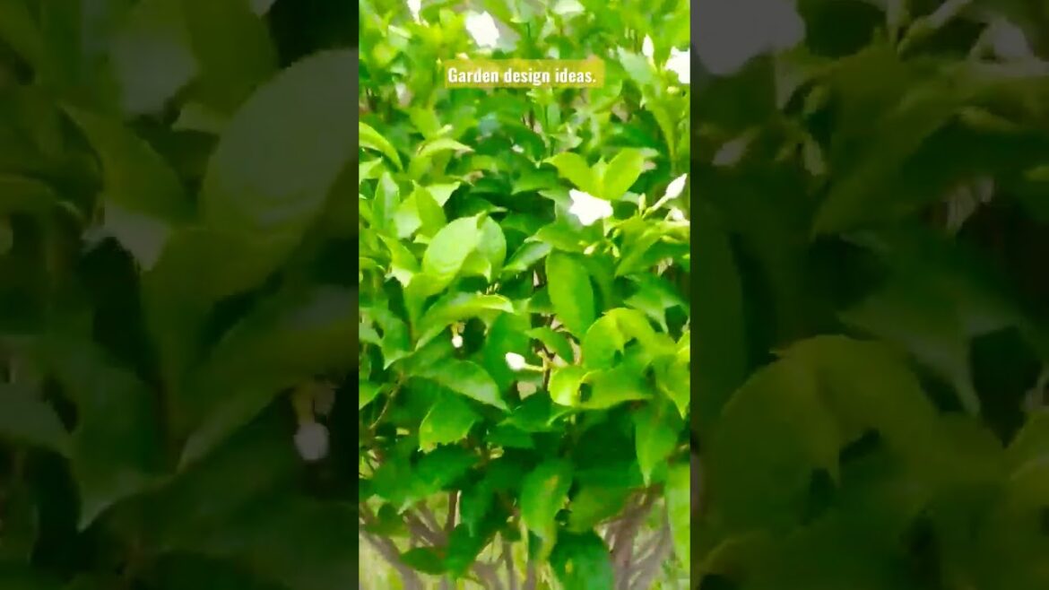 Garden design ideas. Garden planning. Flowers garden. #flowers #shorts #short #viral #design