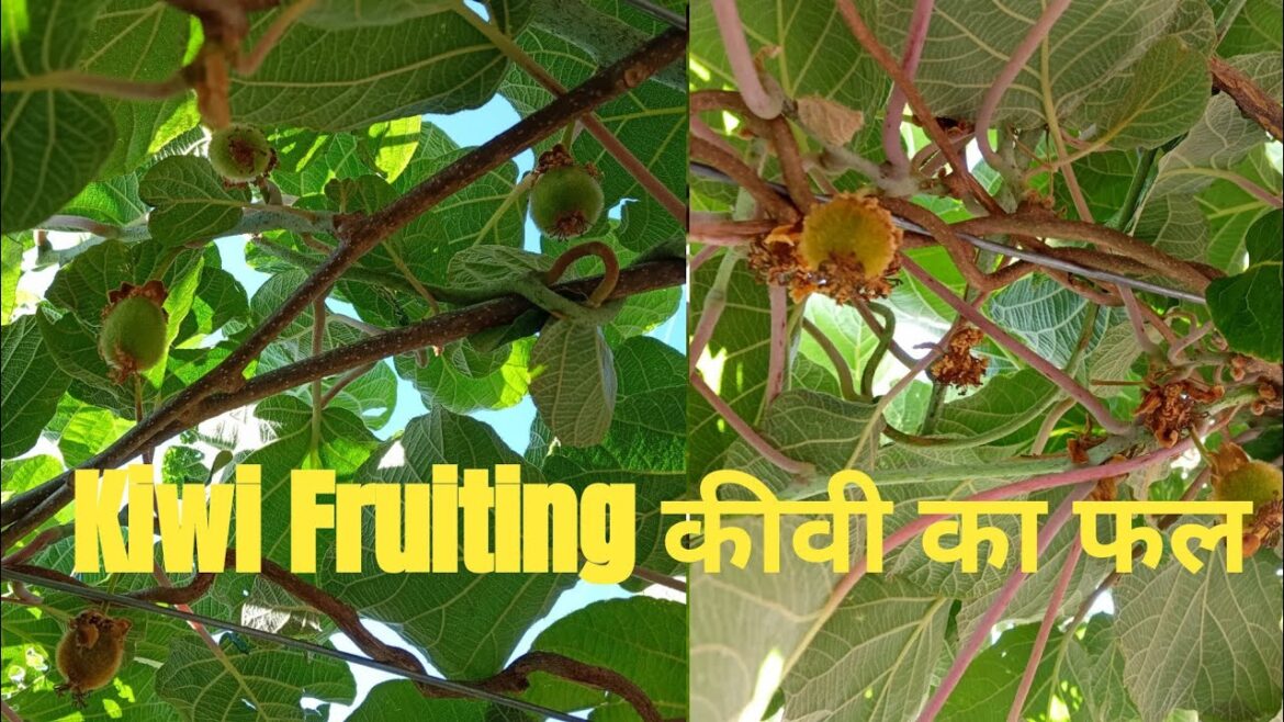 Kiwi Fruiting ||कीवी||HamarKumaunGT|| YouTubeshorts||Gardening Tips||Himalayas View