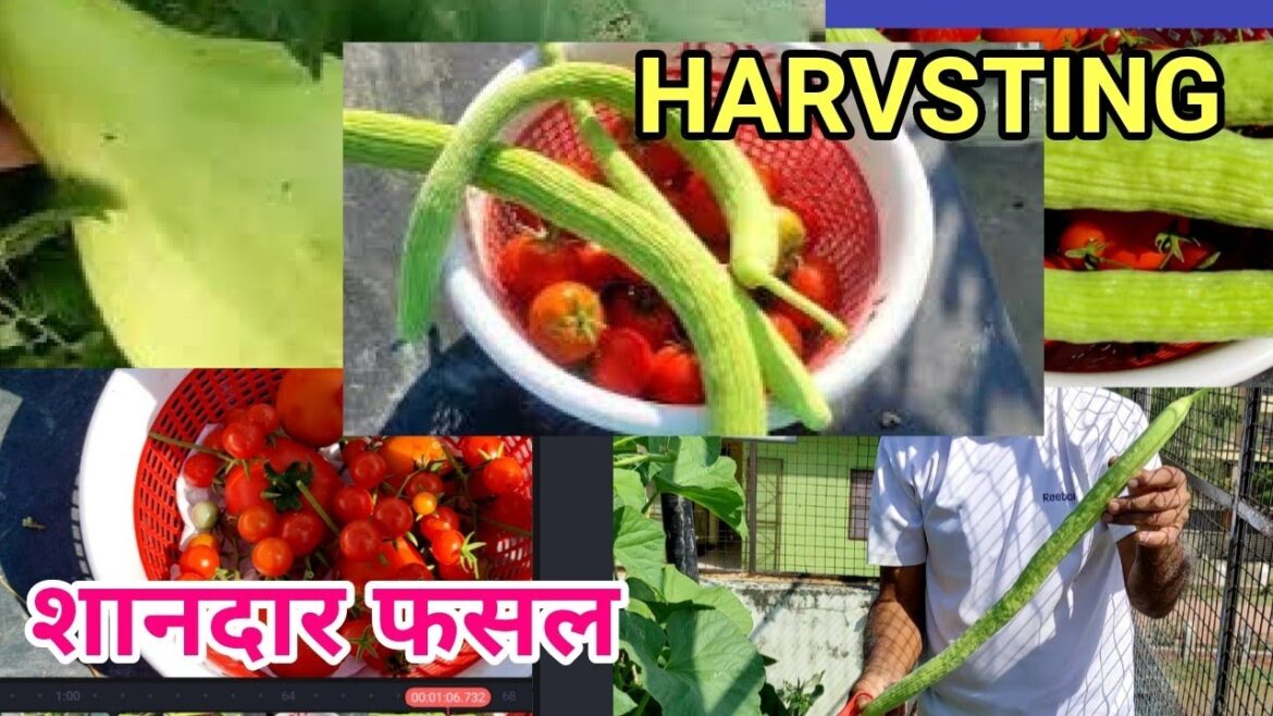 harvesting hi harvesting and garden tips