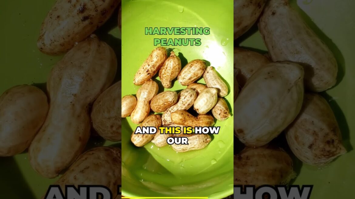 🥜Harvesting Peanuts (Part 2 of 2) | Quick Guide #Shorts