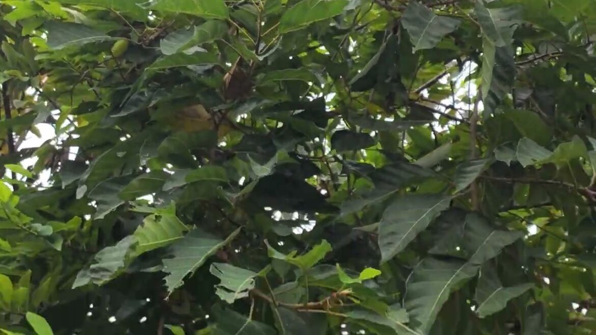 Gardening Therapy: Healing Through Cultivating Nature