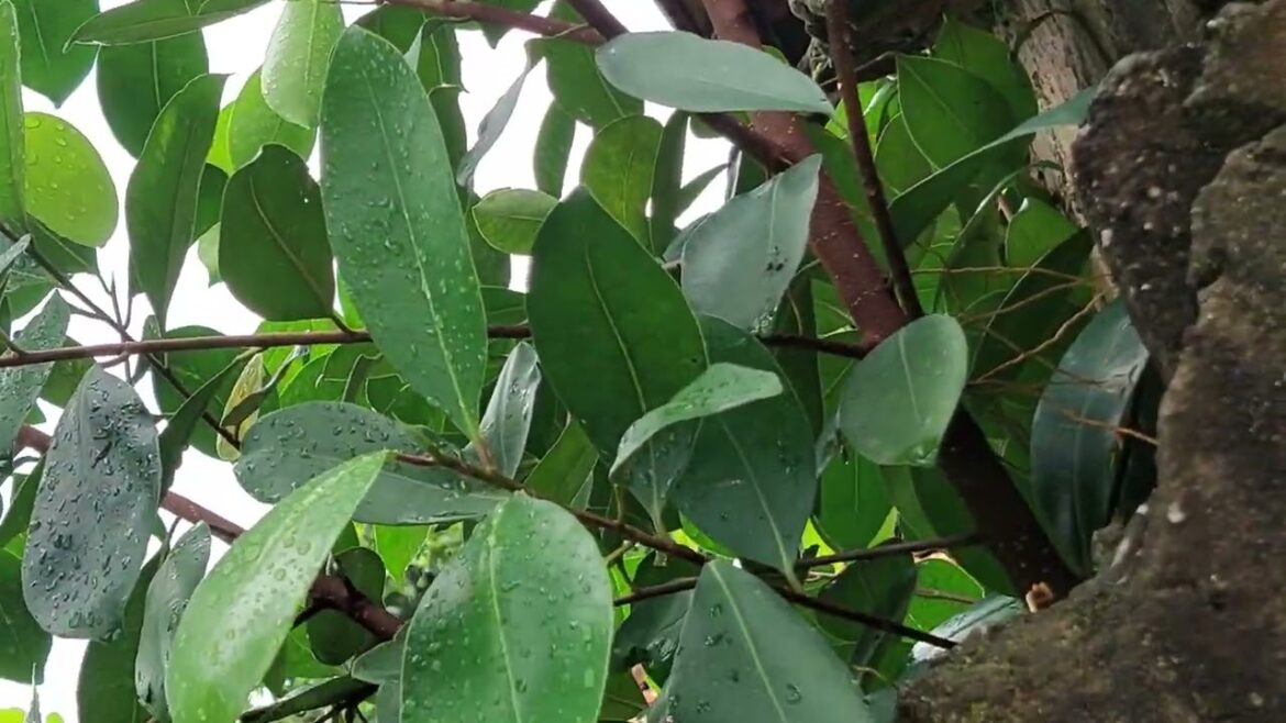 Balcony Gardening Adventures: Urban Oasis Creation