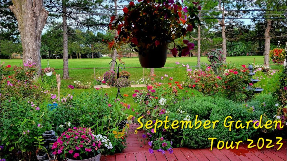 September Garden Tour 2023 (P-1) || My Backyard Garden