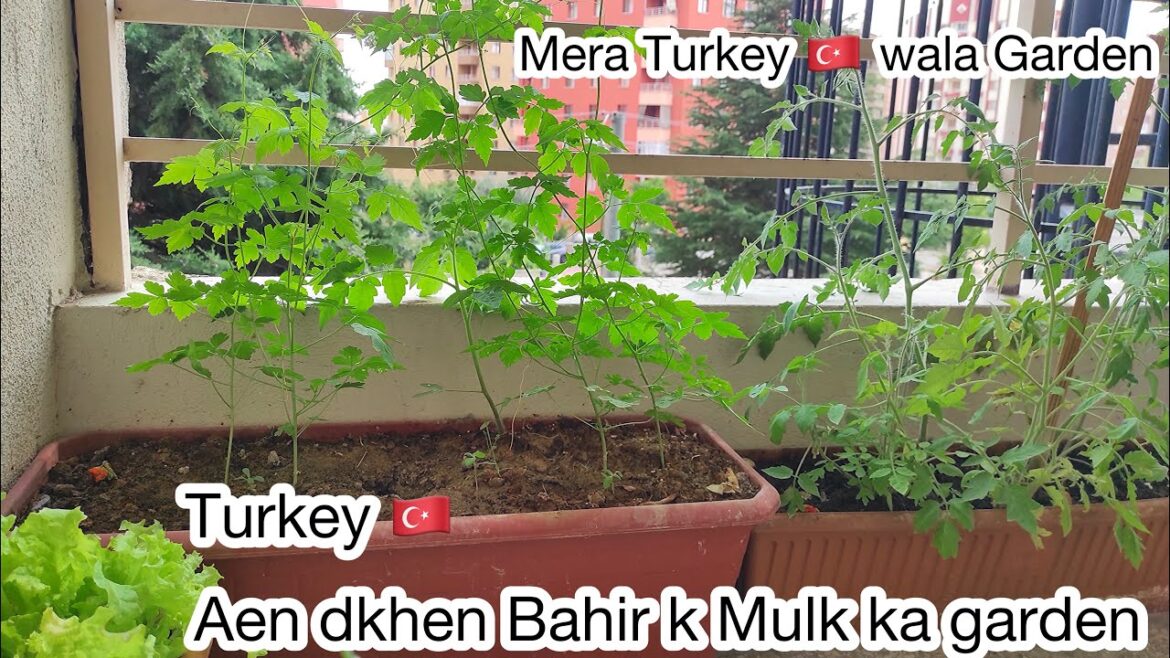 Container Gardening in Turkey 🇹🇷 | Best Veggies container Garden of Turkey 🇹🇷 city #garden