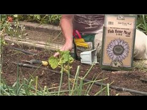 Nutritious Gardening : How to Grow Butternut Squash Nutritious Gardening : How to Grow Butternut Squash