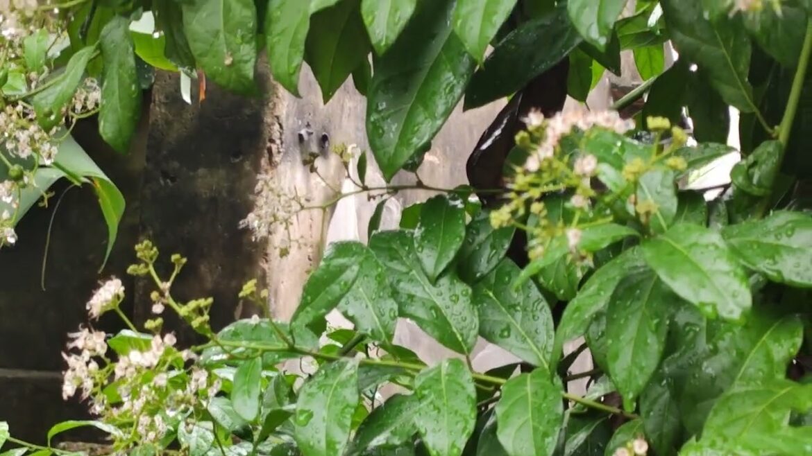 The Joy of Gardening: Cultivating Beauty in My Yard