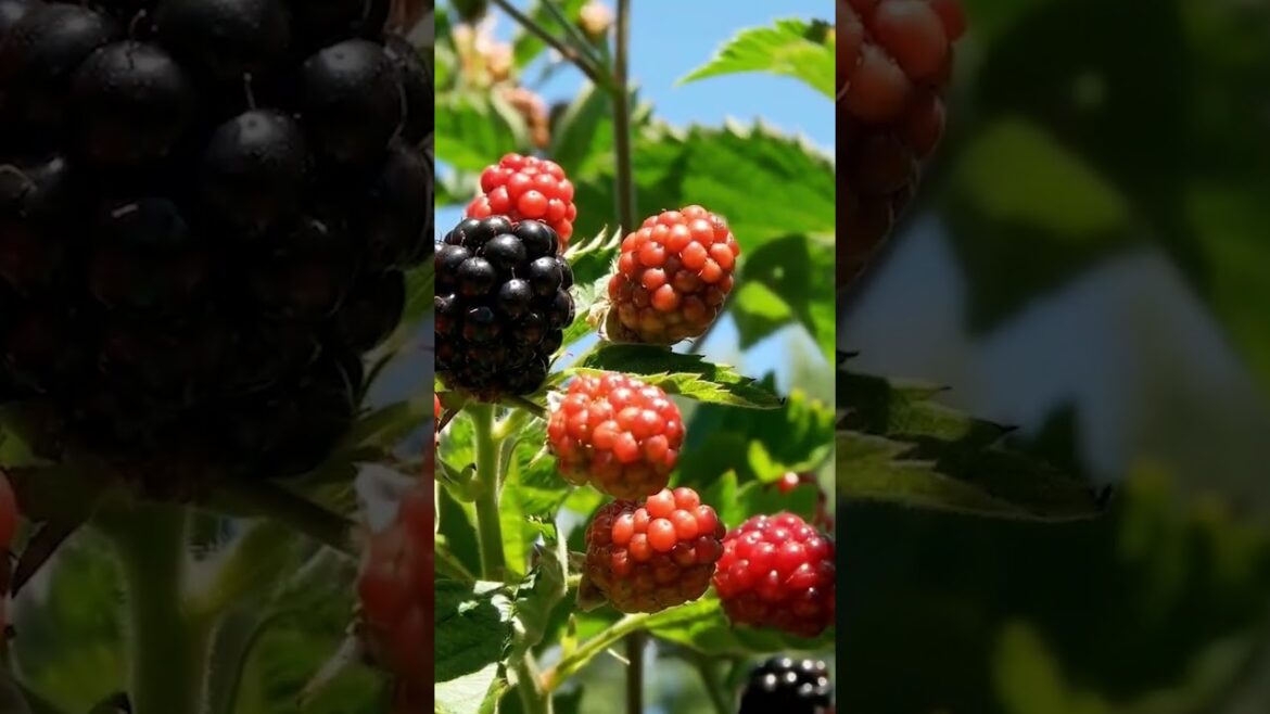 Best Edible Vines to Grow in Containers & Gardens #ediblegarden #vines