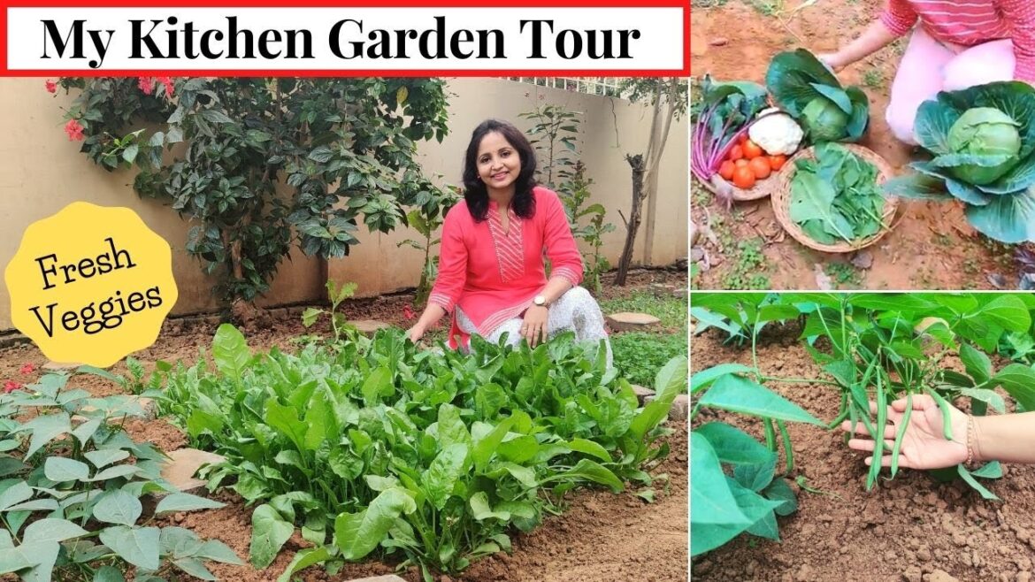 My Garden Tour | Fresh Organic Veggies from My Kitchen Garden | Urban Rasoi