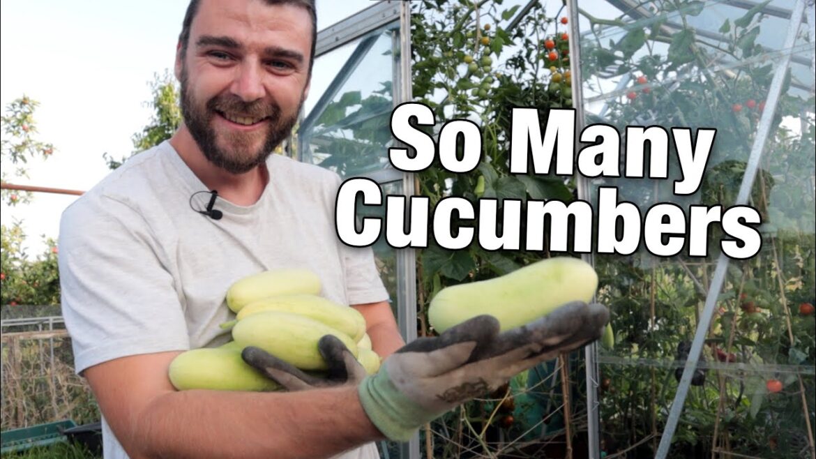 September Harvests, So Good.