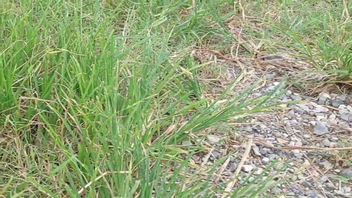 Urban Gardening Adventures: Green Living in the City