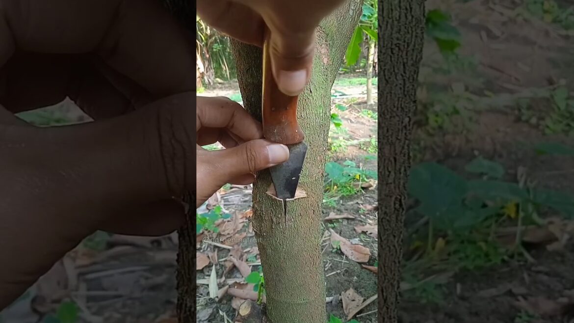 budding method | planting & gardening tips #satisfying