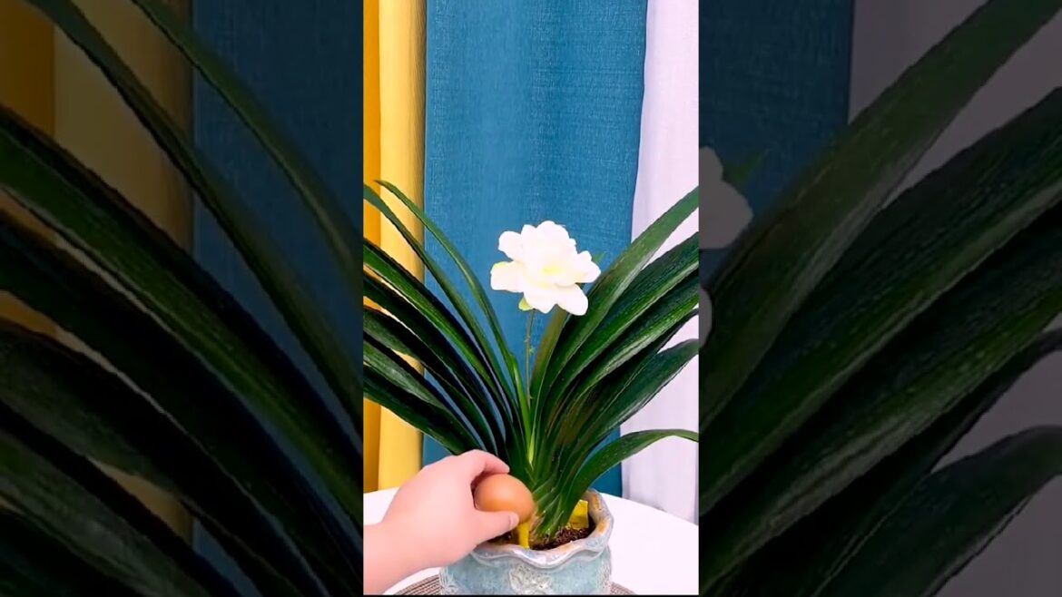 how do care Pistacia weinmannifolia #plants #garden #carving #gardening #shorts