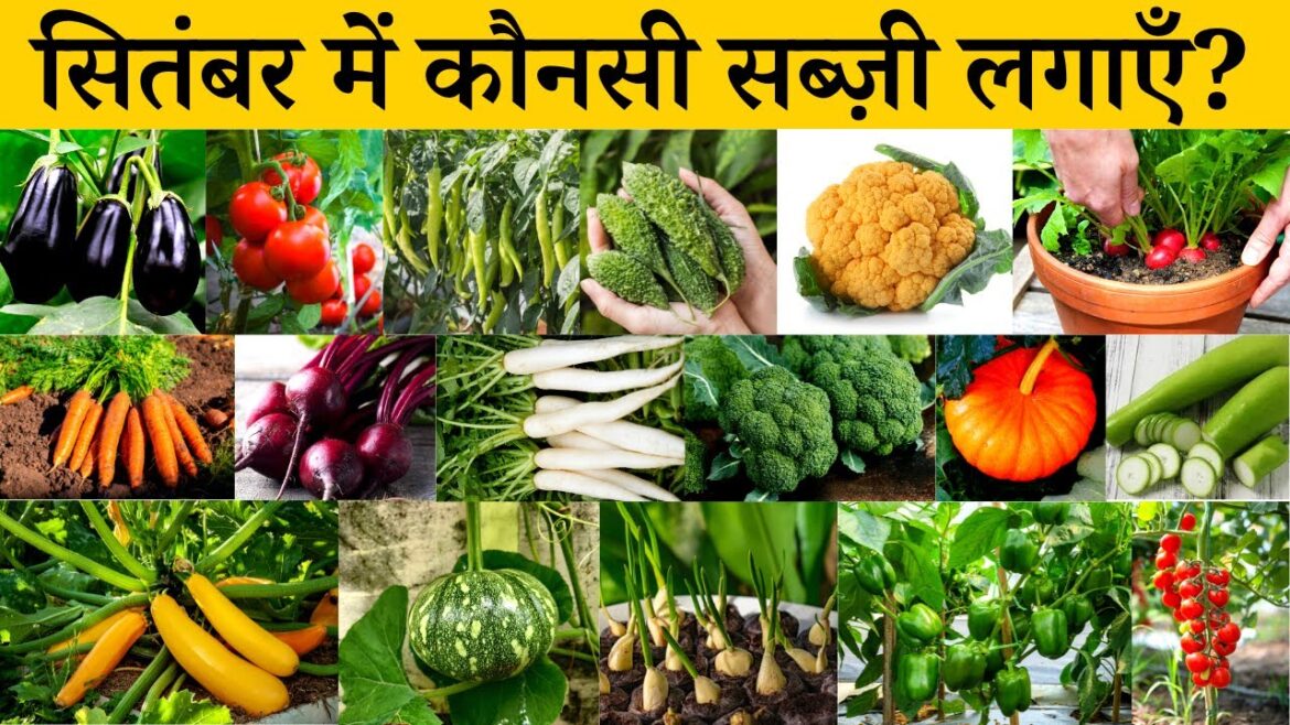 सितंबर में कौनसी सब्ज़ी लगाएँ | September me konsi sabji lagaye | September 2023 me lagne wali sabji