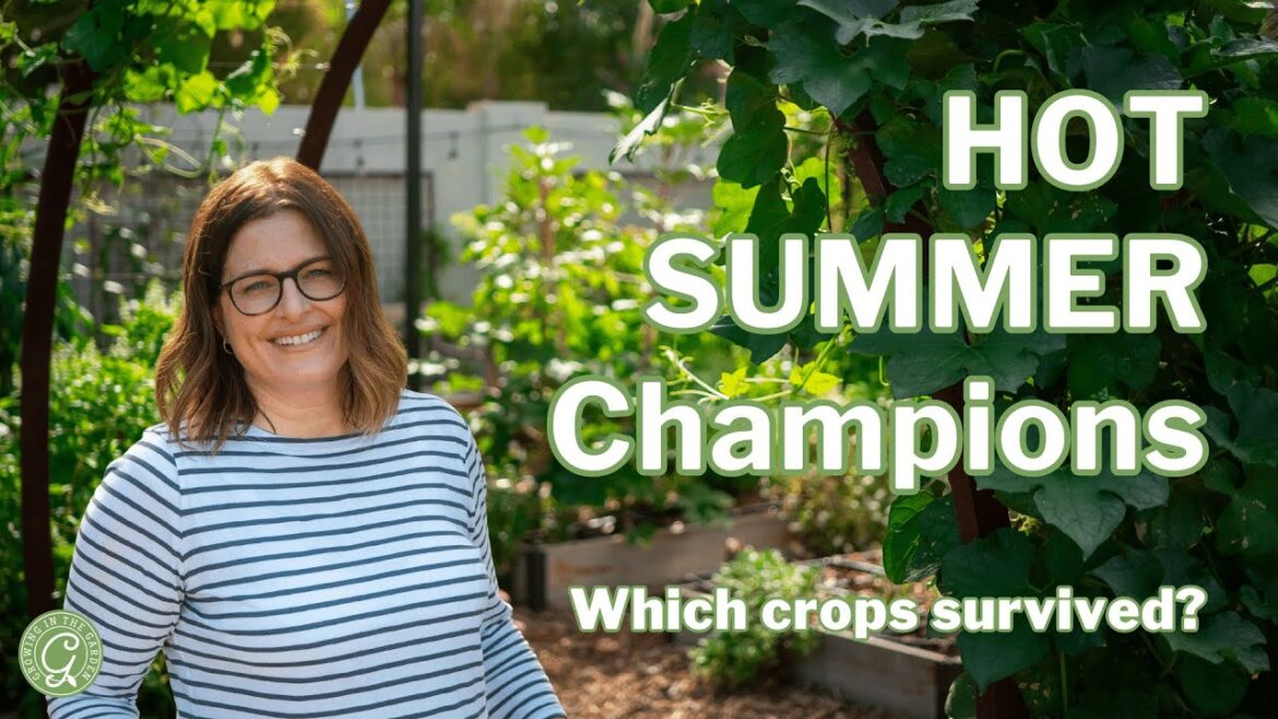 HOT Summer Garden Champions: Which Crops Survived? HOT Summer Garden Champions: Which Crops Survived?