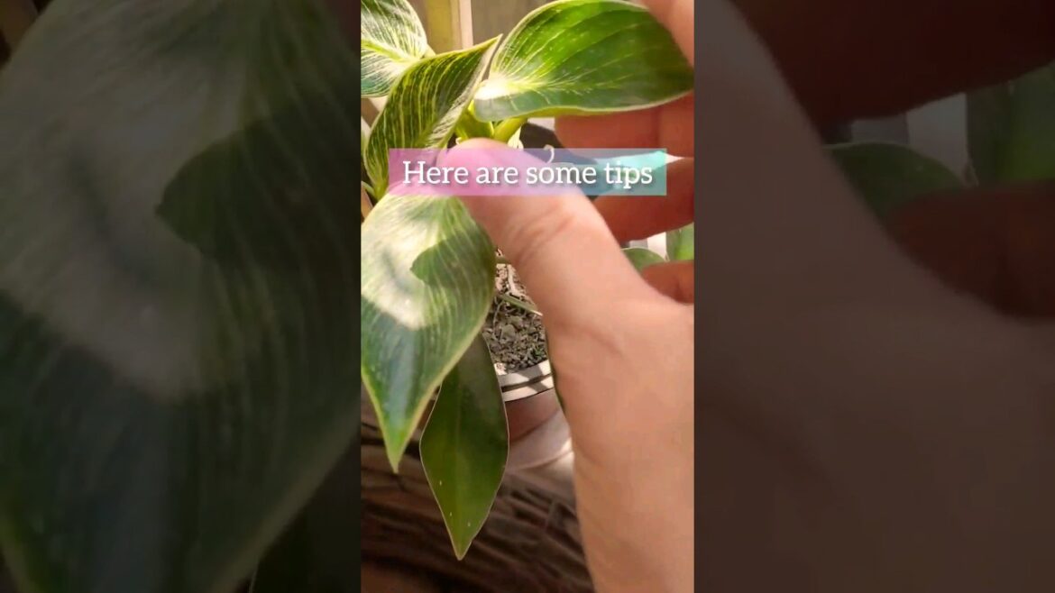 Tried & Tested Gardening Tips: How to Water Your Plants!