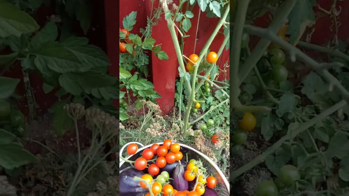 I ❤️ garden at the backyard #garden #backyard #short