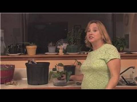 Flower Garden Tips : How to Get an Anthurium to Bloom Flower Garden Tips : How to Get an Anthurium to Bloom