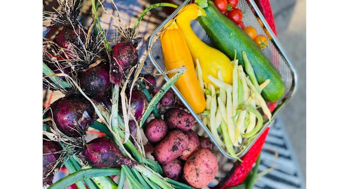 July Container Garden | zone 5b | 2022 #illinois #gardenzone5b #containergardening #gardentour