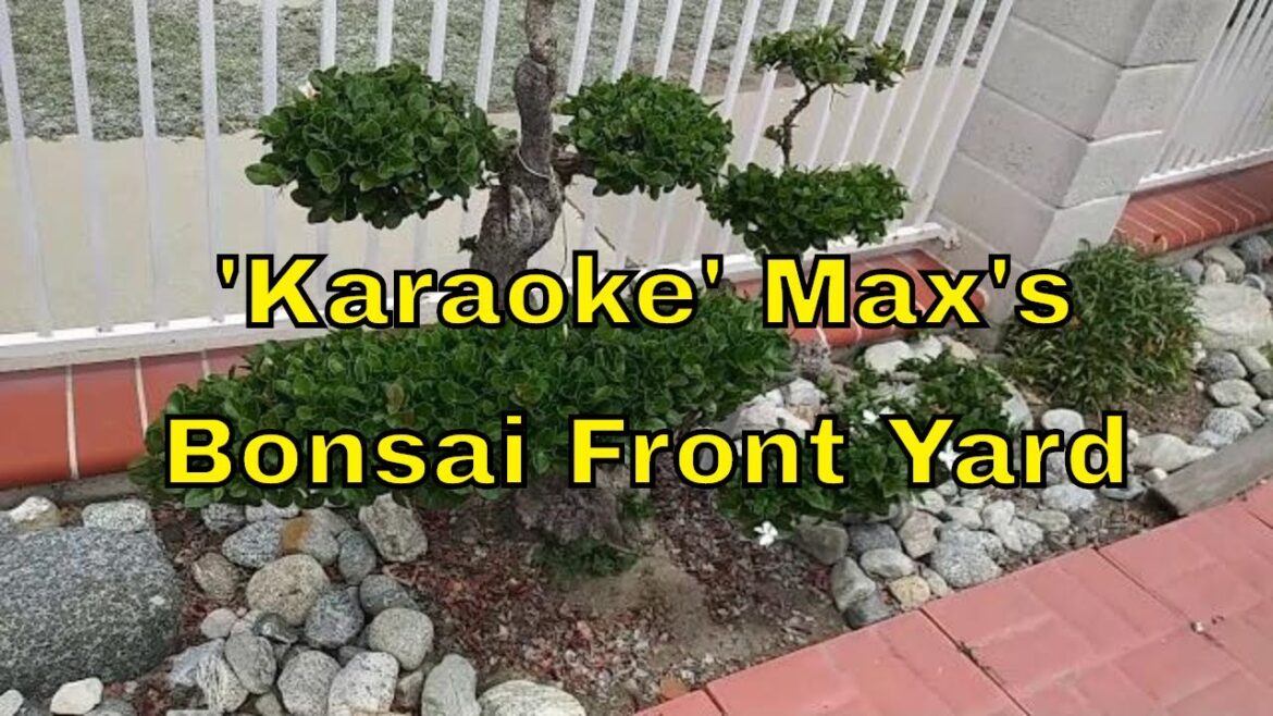 'Karaoke' Max's Bonsai Front Yard Garden: Olive Tree, Feather Rock, Pine Cone, Dymondia & More!