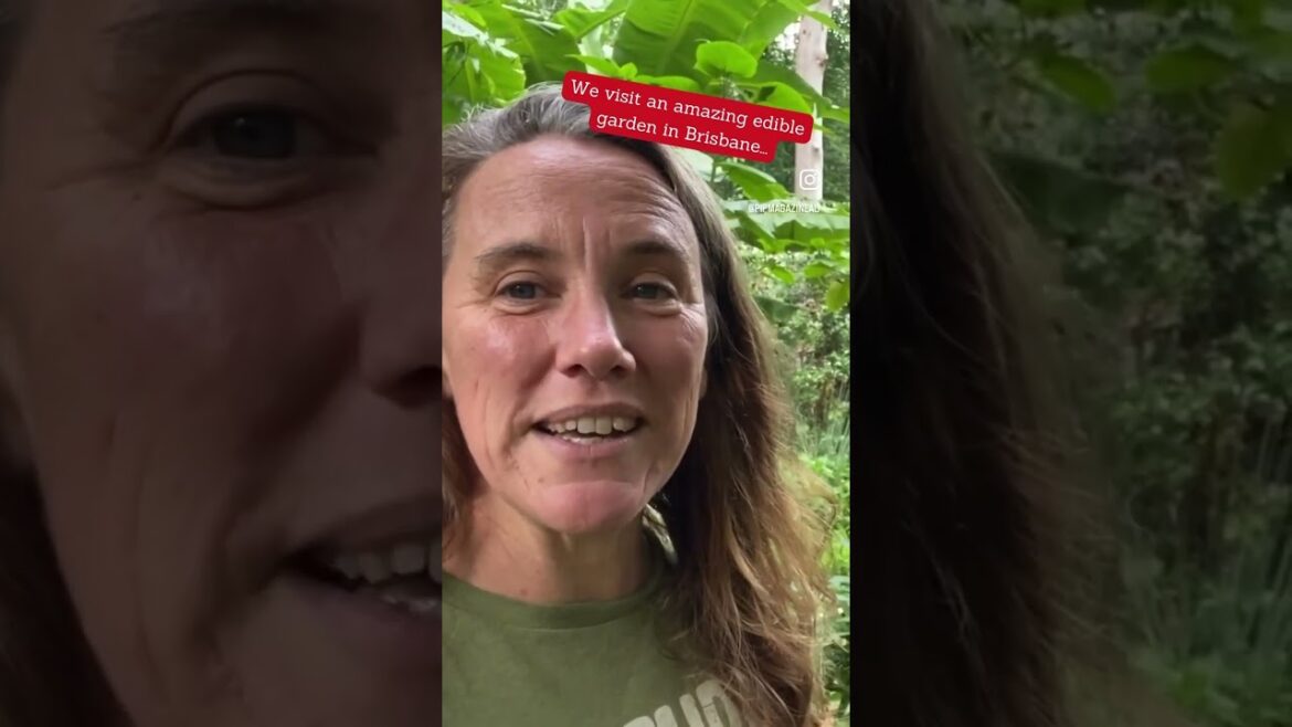 #shorts Is this Brisbane's most amazing edible garden?!