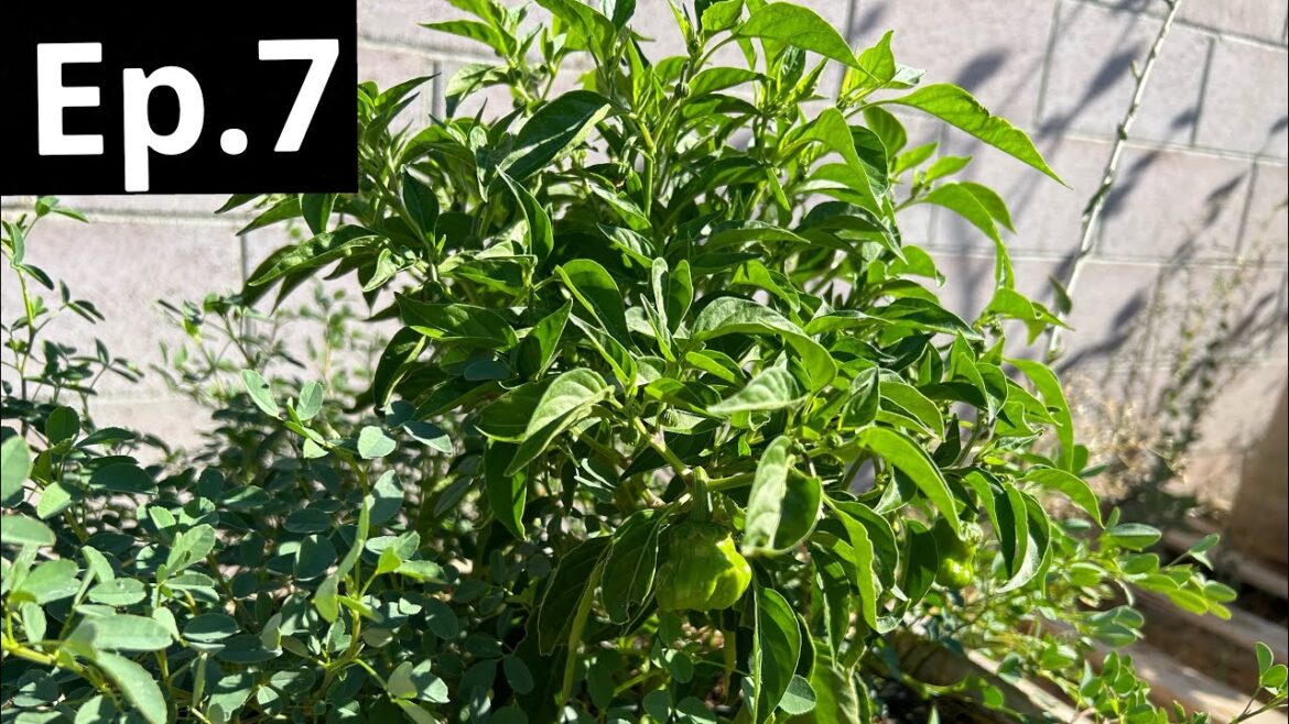 15 gallons grassroots fabric pots container garden experiment update video