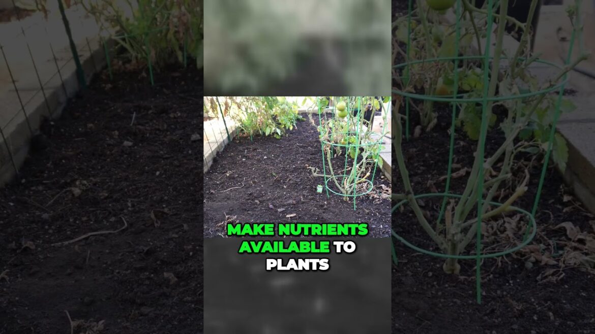 Unlock Your Garden's Potential: The Key to Rich Organic Soil | Shorts