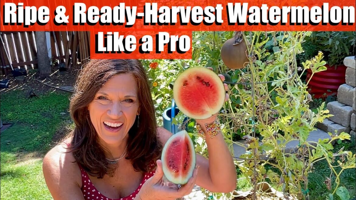 Ripe & Ready: How to Harvest Watermelon Like a Pro