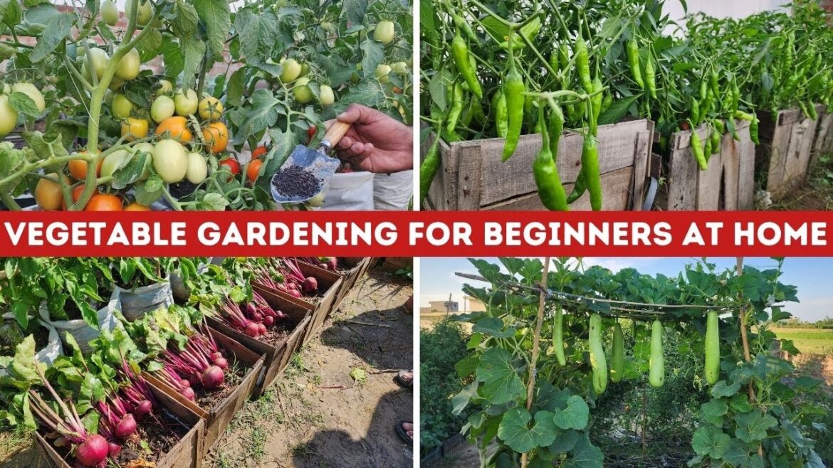 Vegetable Gardening For Beginners At Home