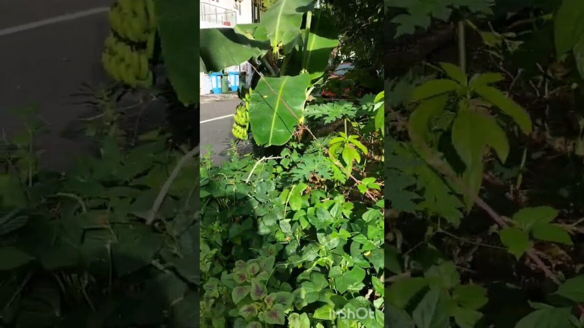 backyard garden ||#youtubevideos #vegetables #youtubevideos #shortvideo #shorts