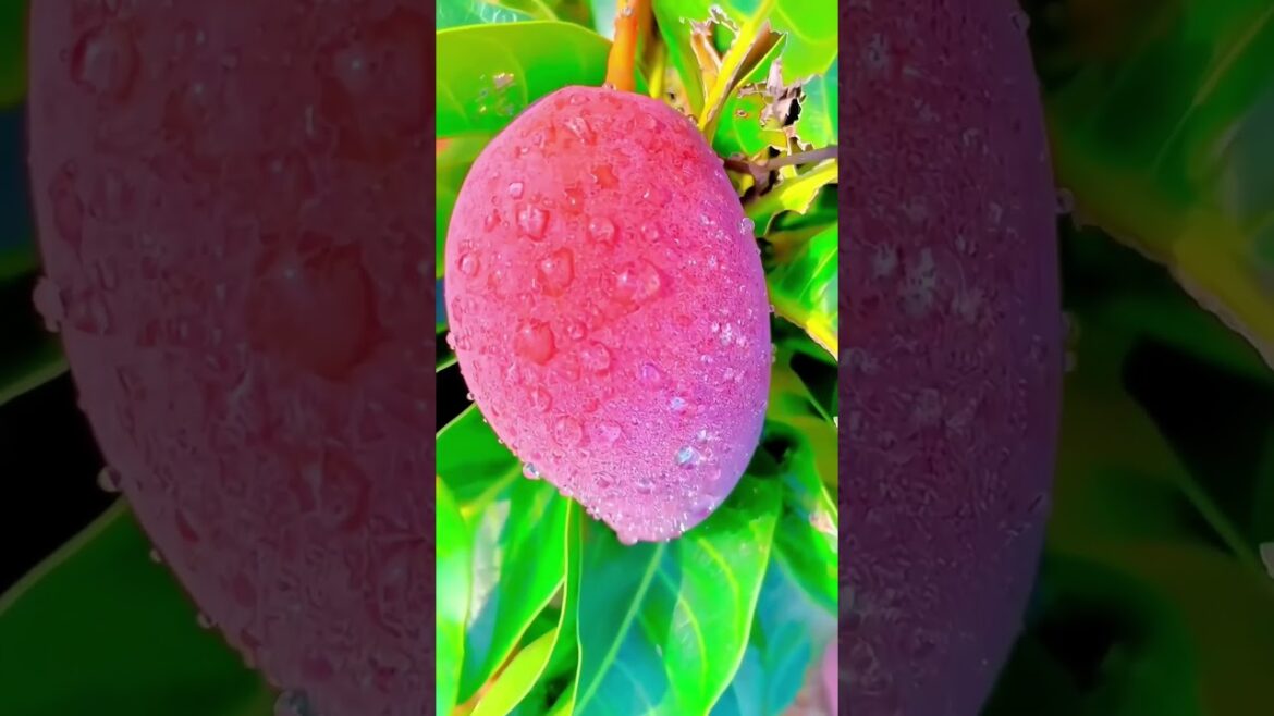 Farm fresh ninja fruit cutting!! #124 #shorts #shortsfeed #viral #fruits #vegetables 🥝🍓🍎🍒🍐🍉