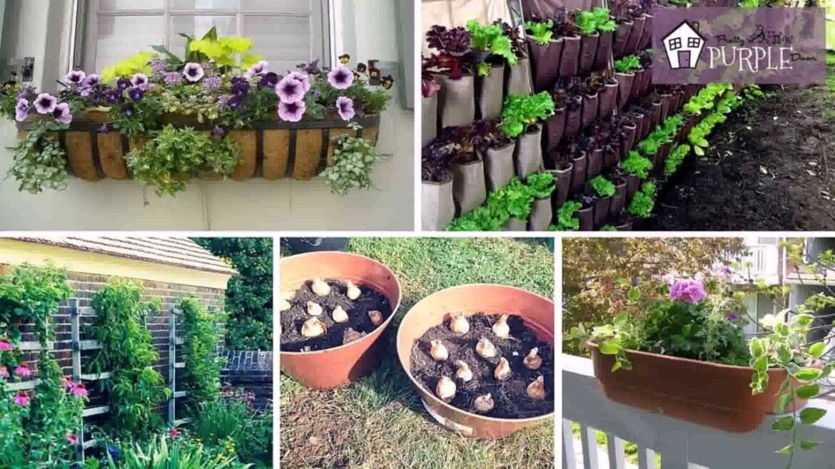 Container Garden Ideas On A Budget