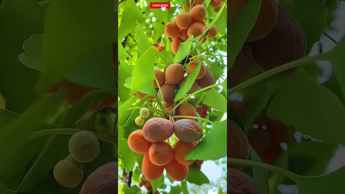 Farm fresh ninja fruit cutting!! #125 #shorts  #shortsfeed #viral #fruits #vegetables 🥝🍓🍎🍒🍐🍉