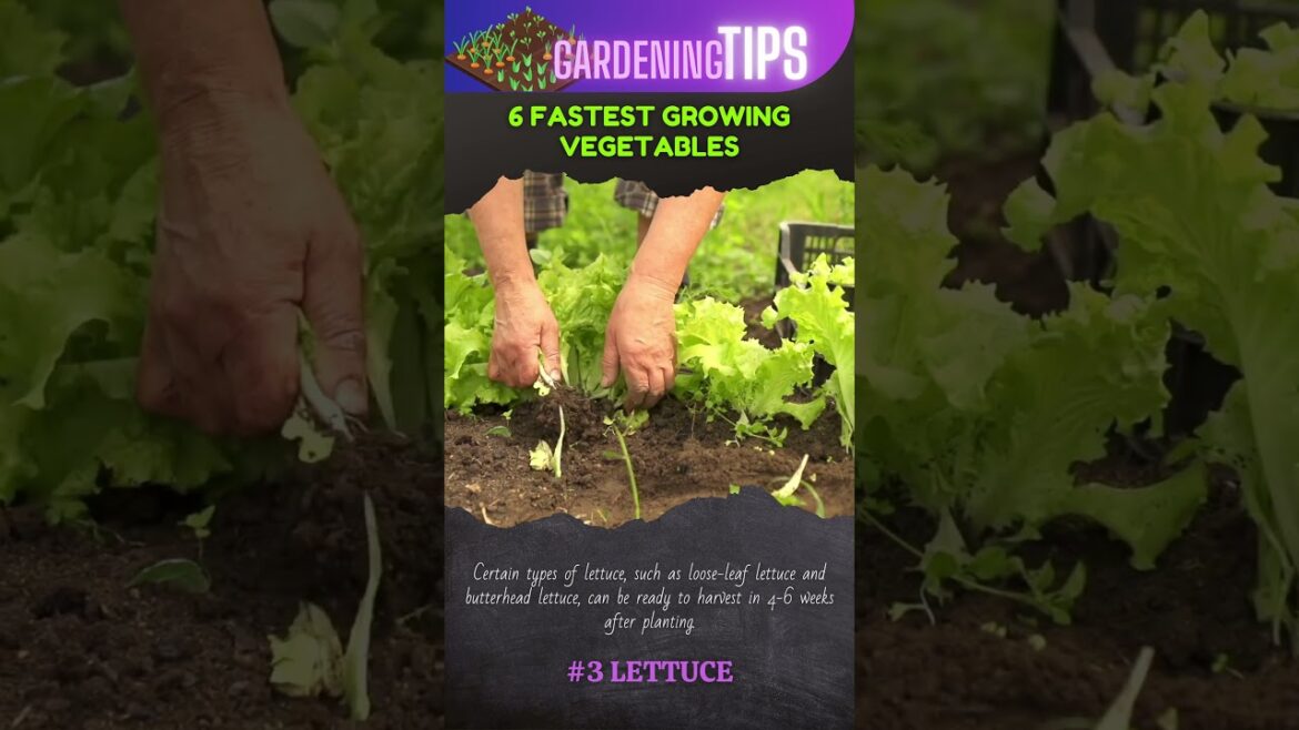 6 Fastest Growing Vegetables #shorts #tips #gardening #vegetables #farming