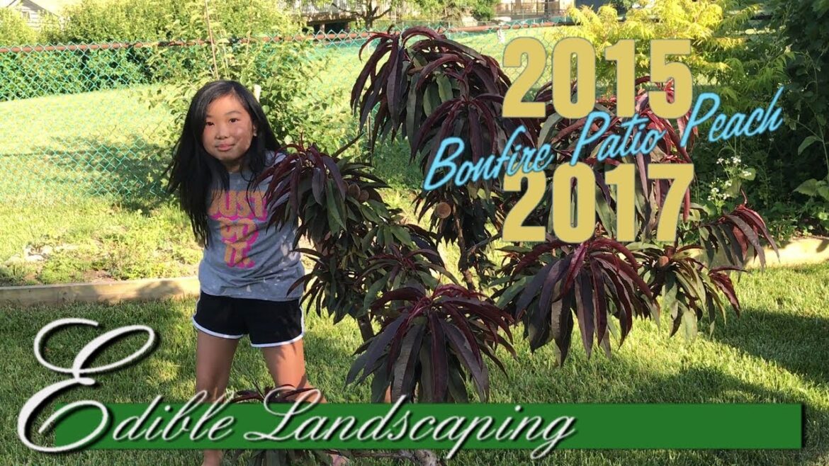 Bonfire Dwarf Patio Peach Tree (Prunus Persica) - Edible Landscaping