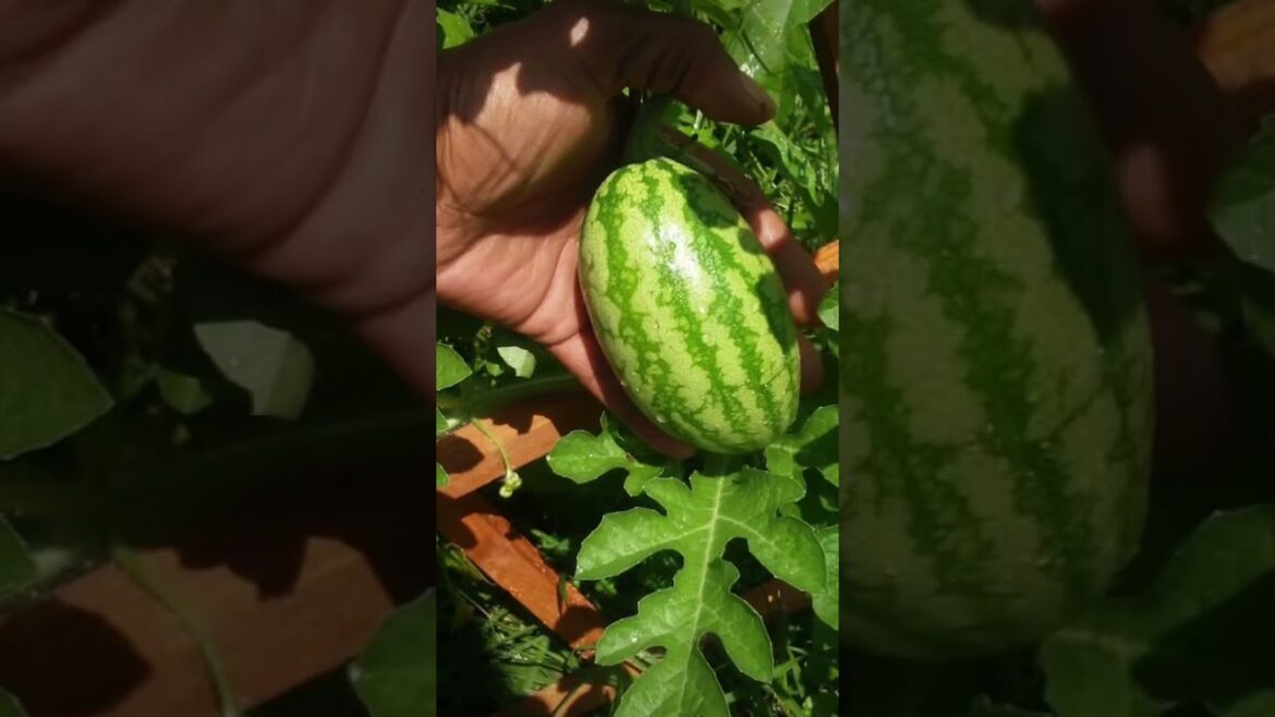 🍉🍉#gardening #epic gardening #Zone5 watermelon