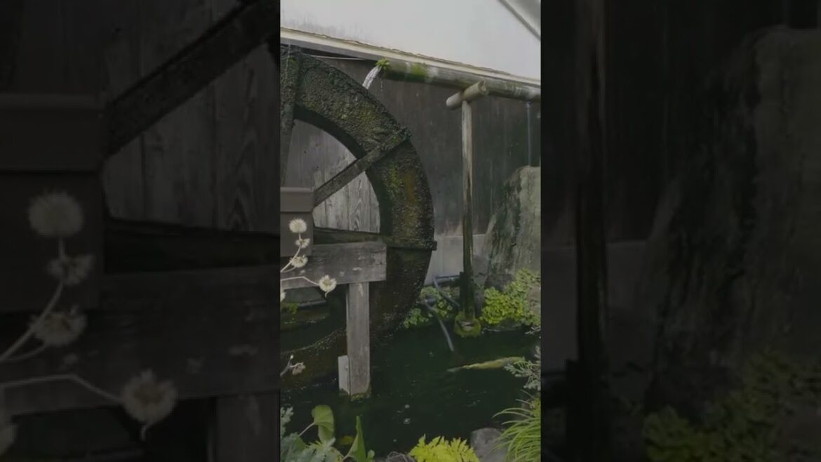 Spring has arrived in Kyoto. Beautiful Japanese Garden with some Koi Fish. ASMR?