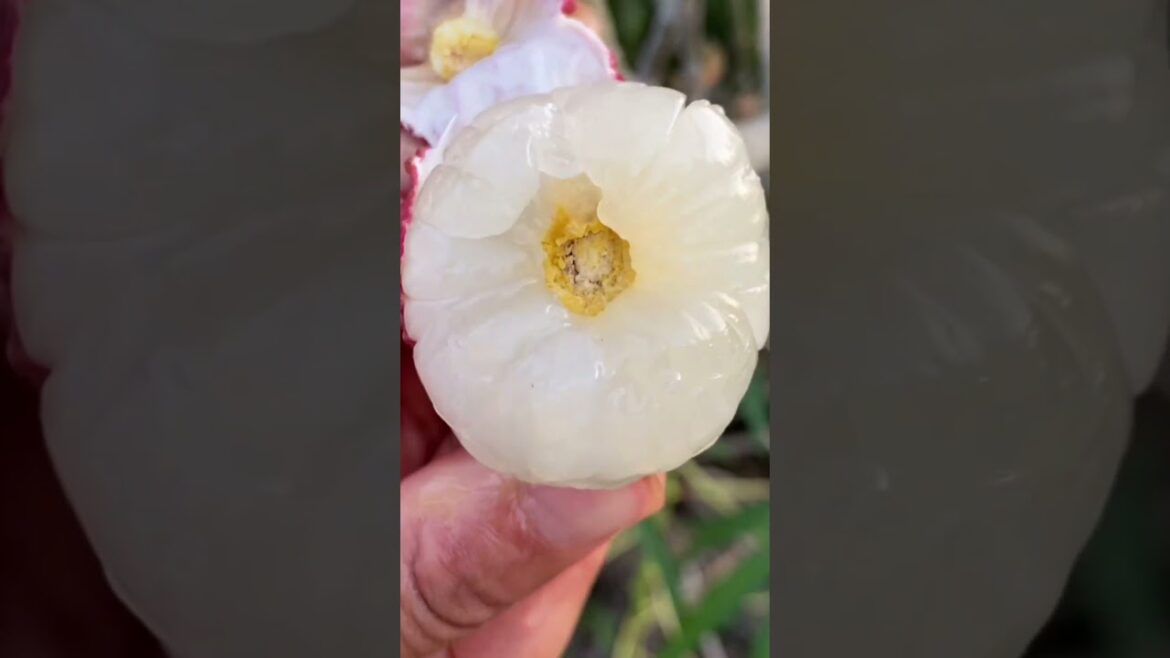 Farm fresh ninja fruit cutting!! #121 #shorts #shortsfeed #viral #fruits #vegetables 🥝🍓🍎🍒🍐🍉