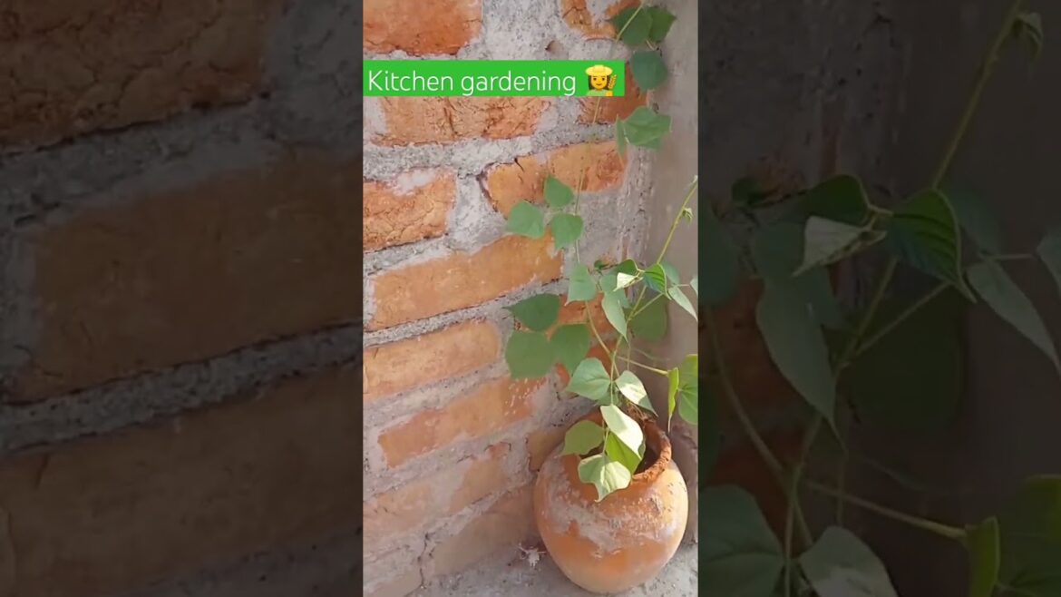 vegetable gardening|sem(flat beans)sim ka paudha#terracegardening#garden#mithilakirekha#shorts