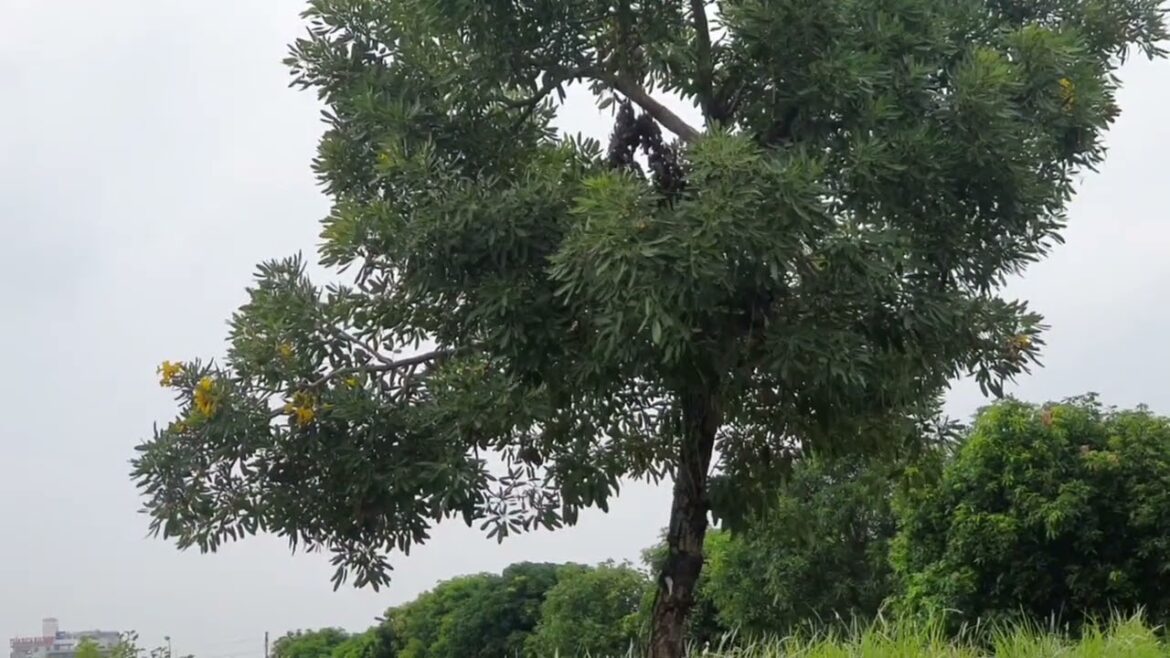 Gardening Tips for Beginners