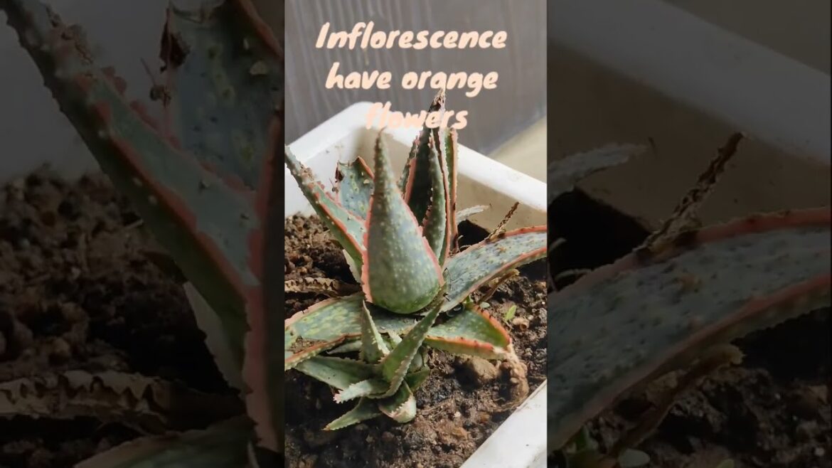 Aloe "Pink Blush"@RootedGreens #indoor #annual #gardening