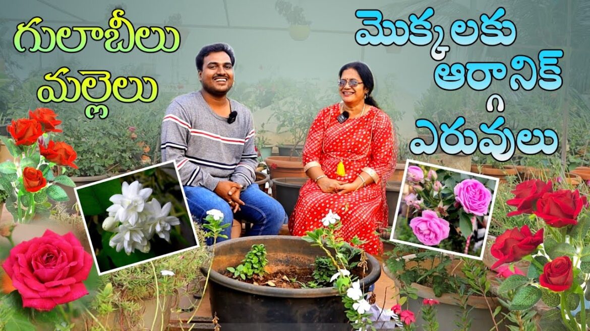 Rose, Jasmine blooming tips మొక్కలకు ఆర్గానిక్ ఎరువులు Anuradha’s Garden Rose, Jasmine blooming tips మొక్కలకు ఆర్గానిక్ ఎరువులు Anuradha's Garden
