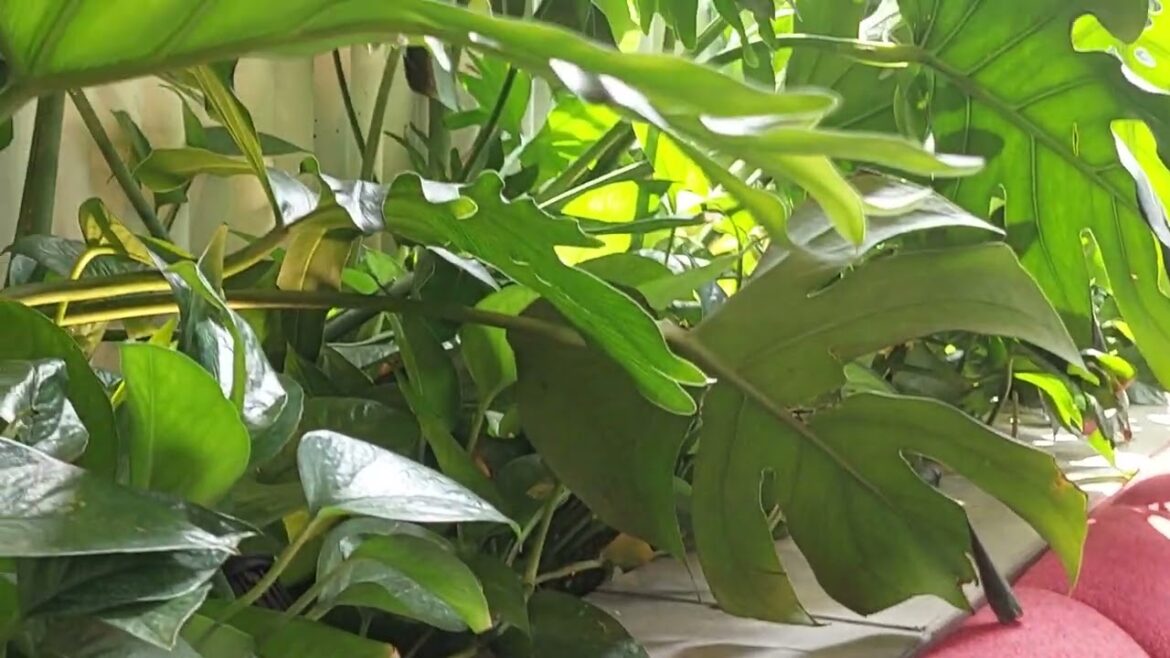 Vertical Gardening: Maximizing Space and Beauty