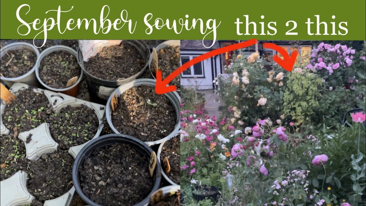 What I am SOWING in SEPTEMBER & my exciting new plans for overwintering seeds! #cottagegarden What I am SOWING in SEPTEMBER & my exciting new plans for overwintering seeds! #cottagegarden