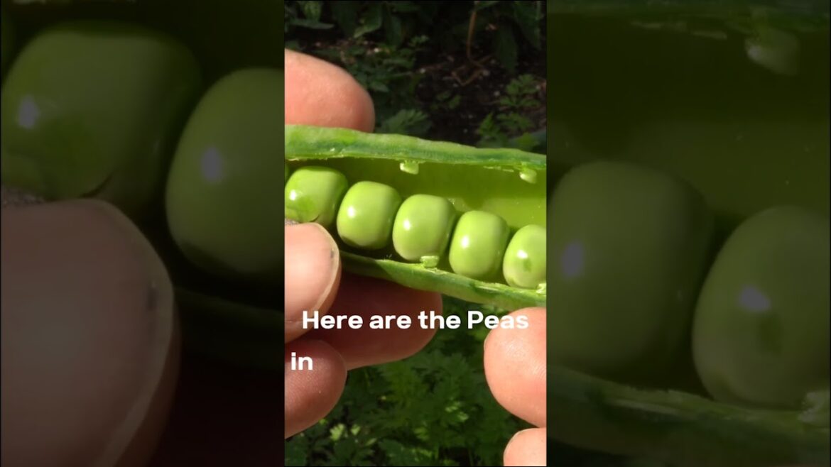 California Gardening: Fall Veggies: Growing Peas | Shorts Fall Veggies: Growing Peas | Shorts