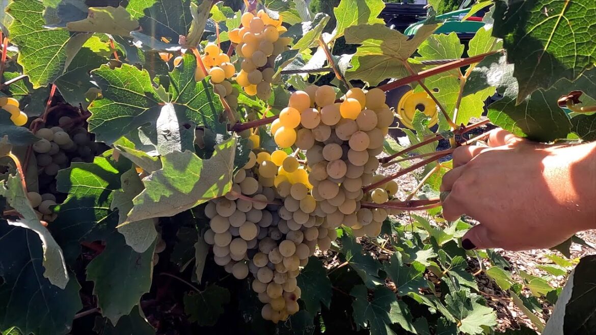 Grape Harvest, Canning Grape Juice & Planting with Benjamin! 🍇🥰🌿 // Garden Answer