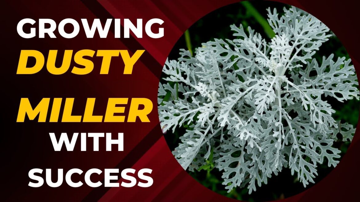 Dusty Miller Gardening Secrets | Growing Dusty Miller with Success
