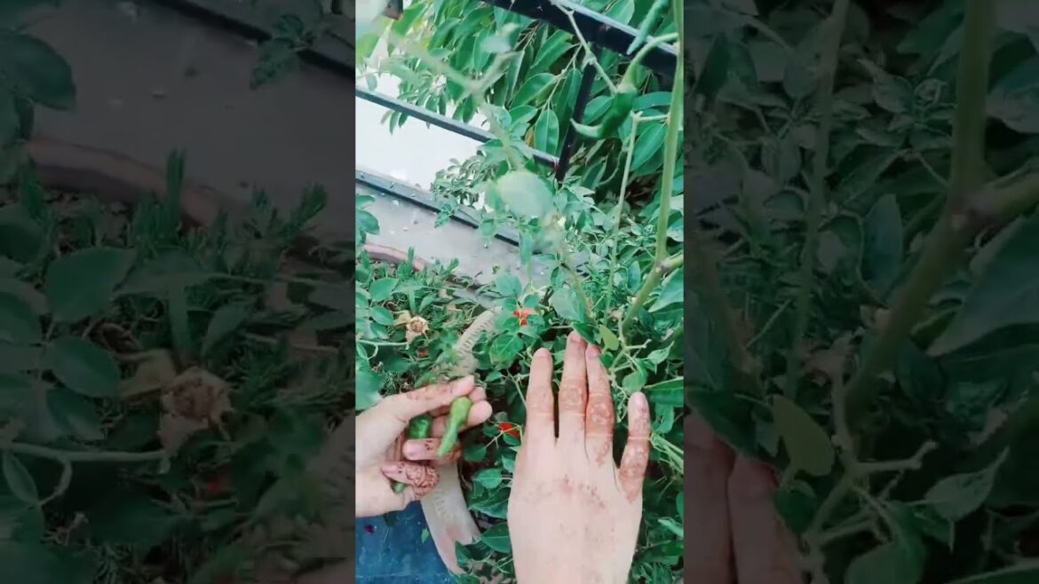 kitchen gardening mirch /terrace gardening at home kitchen gardening mirch /terrace gardening at home