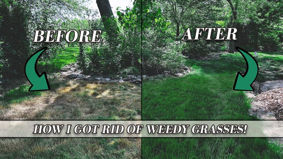 Removing Weedy Grasses from Your Lawn | Art of Gardening
